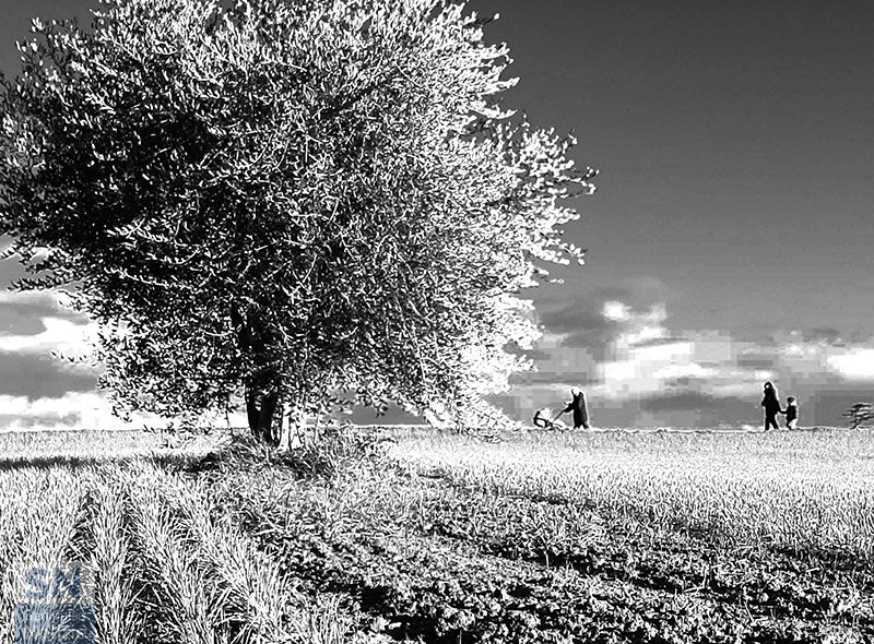 15/01/2021 - Passeggiata in bianco e nero