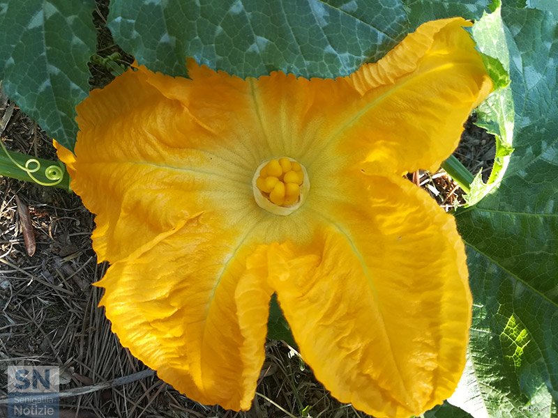 17/01/2021 - Il buongiorno dell'orto