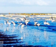 09/01/2021 - Rinascita