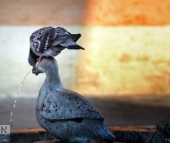 13/01/2021 - La fontana delle oche