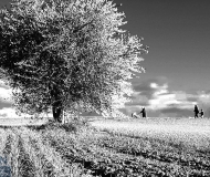 15/01/2021 - Passeggiata in bianco e nero