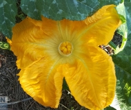 17/01/2021 - Il buongiorno dell'orto