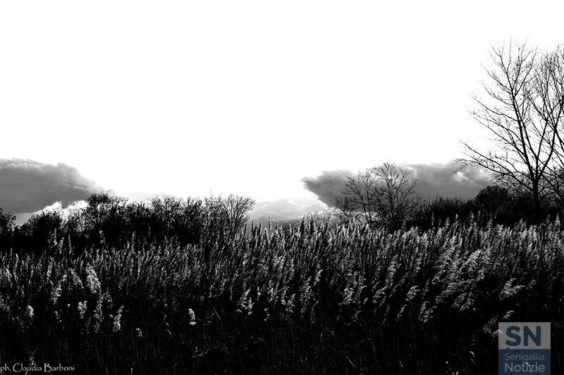 23/01/2023 - La natura in bianco e nero