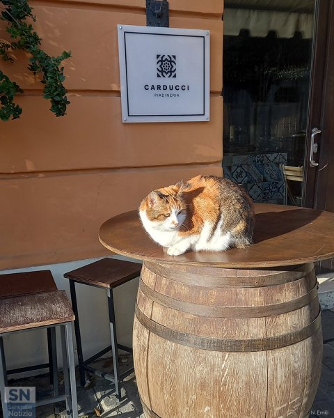 28/01/2026 - Luna al Caffè Carducci