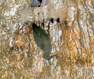 08/01/2026 - Specchio specchio delle mie brame…. Chi è il più bello tra il fogliame?!