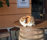 28/01/2026 - Luna al Caffè Carducci