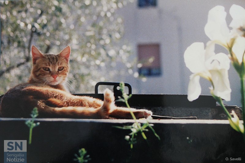 10/06/2020 - Purezza