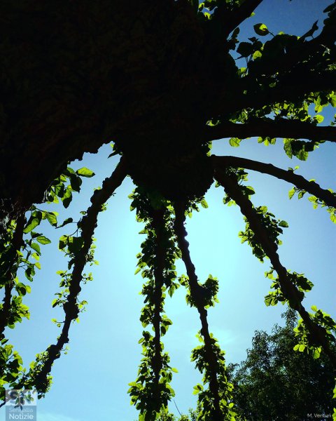 15/06/2020 - Tentacoli verdi