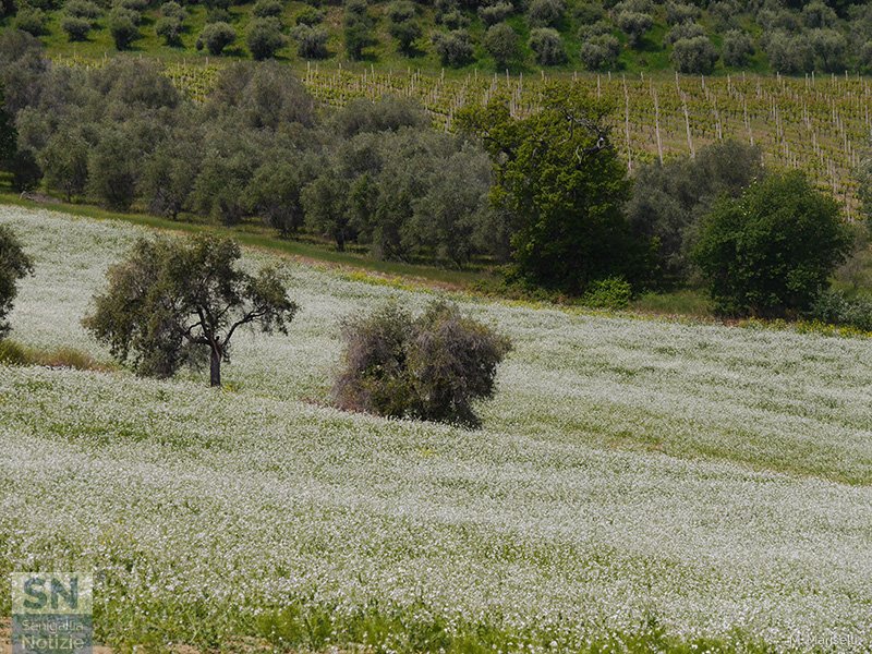 19/06/2020 - Campagna a Monte San Vito