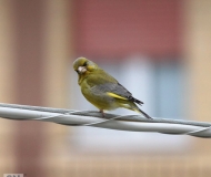 02/06/2020 - Curiosità