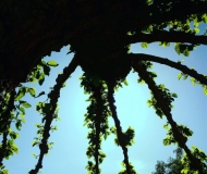 15/06/2020 - Tentacoli verdi