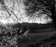 17/06/2020 - La primavera che sboccia