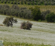 19/06/2020 - Campagna a Monte San Vito
