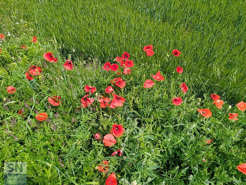 06/06/2023 - Il papavero. Ricordo di un'infanzia e un'agricoltura senza pesticidi