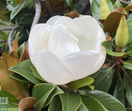 13/06/2024 - Magnolia grandiflora