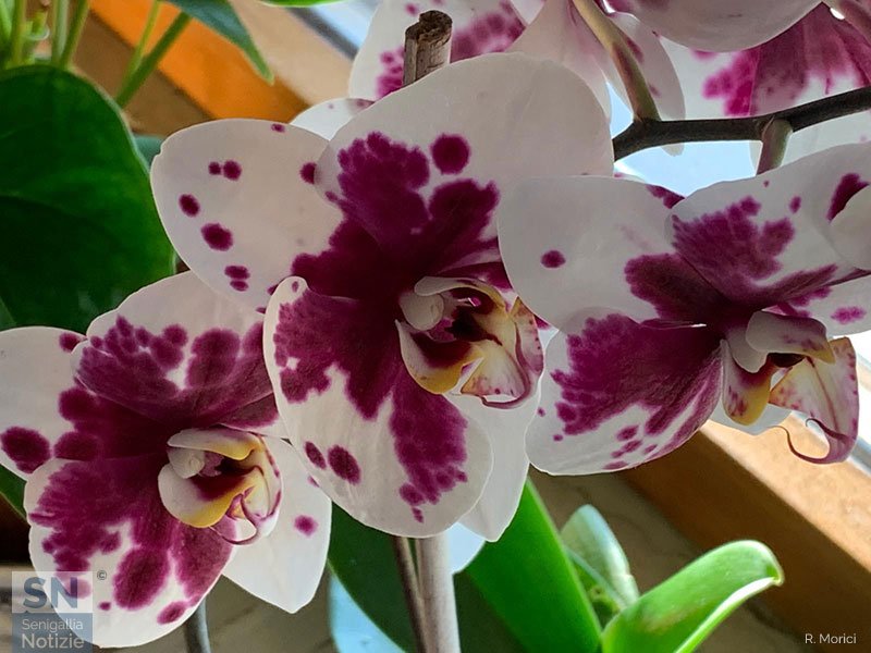 09/06/2025 - Esplosione di orchidee