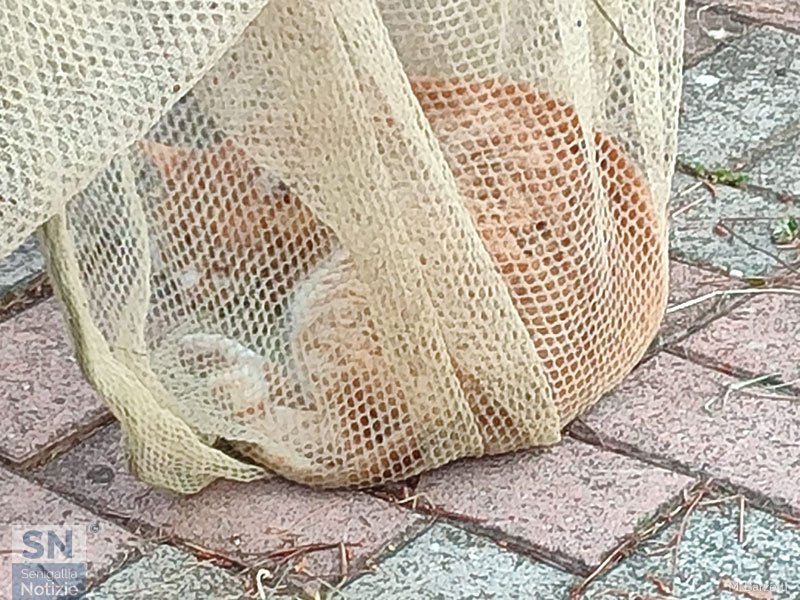 13/06/2025 - Pesce rosso nella rete (pesce gatto)