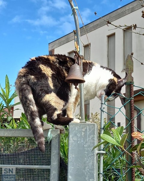 17/06/2025 - La micina è passata di qua