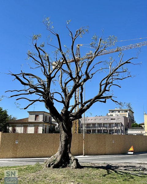 20/06/2025 - Senigallia riposa in pace