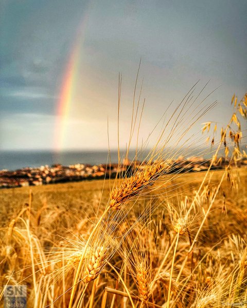 22/06/2025 - Un arcobaleno tra le spighe