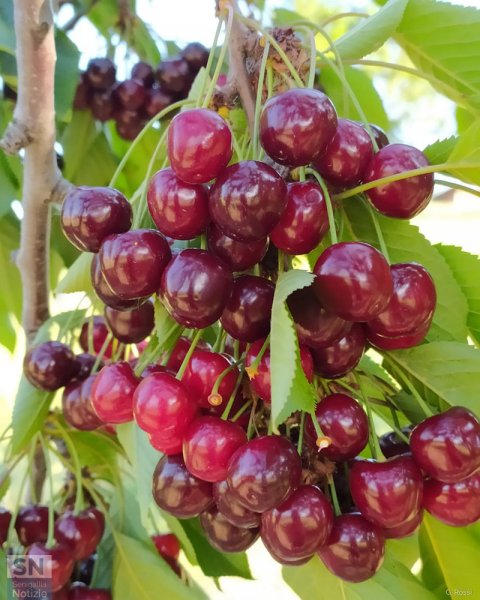 03/07/2021 - Assembramento in campagna