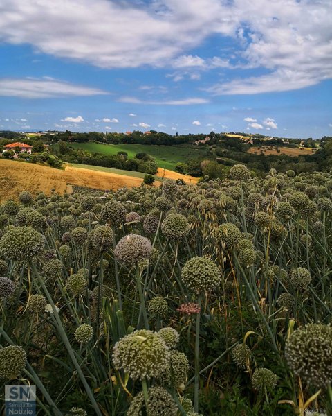 18/07/2021 - Fioritura in collina