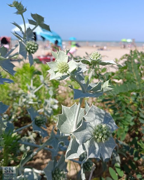 07/07/2023 - La nostra spiaggia