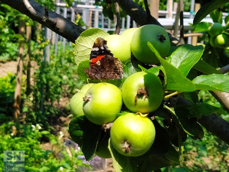 11/07/2023 - In attesa che maturi!