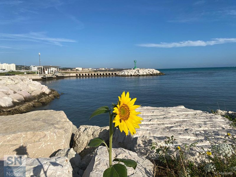 14/07/2023 - Girasole di mare