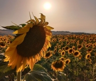 10/07/2023 - Sunflower