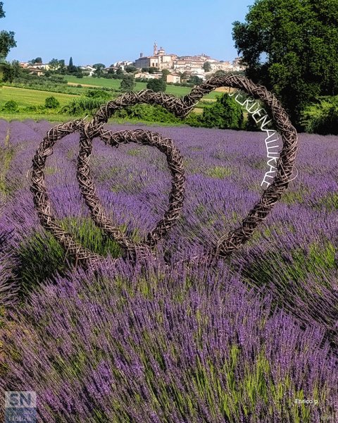 01/07/2025 - Fiori, colori, profumi. Lavanda a Corinaldo