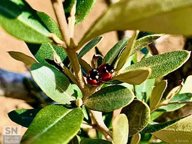 02/07/2025 - That's amore