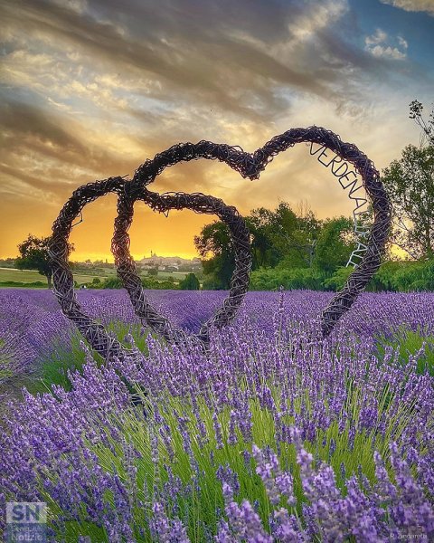 21/07/2025 - Corinaldo nel cuore della lavanda