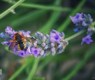 08/07/2025 - Una piccola ape