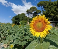 18/07/2025 - Faccia al sole