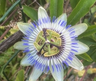 25/07/2025 - La bellezza