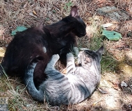 27/07/2025 - Giochi d'estate