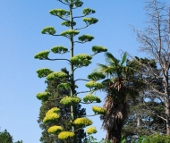 31/07/2025 - Agave in fiore