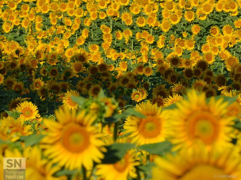 01/07/2026 - Tutti al sole