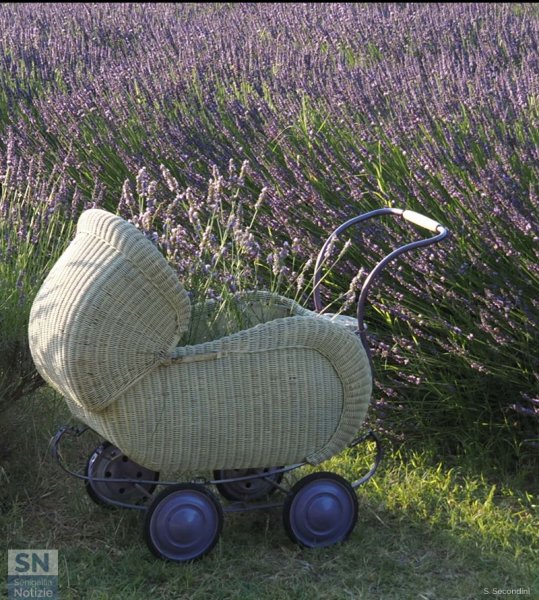 02/07/2026 - Corinaldo... profumata