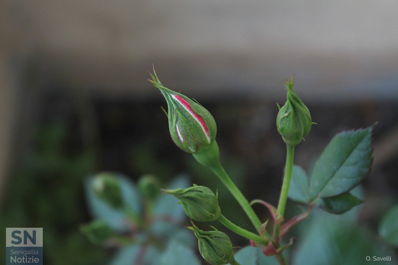 05/05/2020 - Prossima apertura