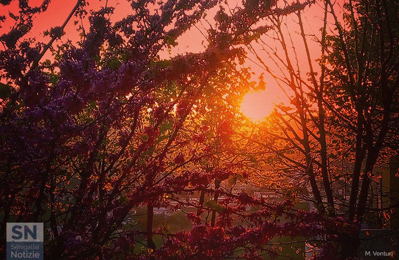 06/05/2020 - Sole tra i rami