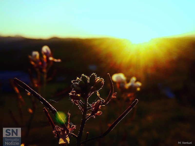 19/05/2020 - Germogli controluce