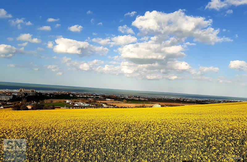 04/05/2022 - Un mare di... giallo