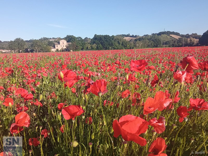 25/05/2022 - Papaverata