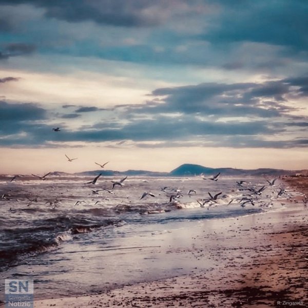 15/05/2023 - Il volo dei gabbiani