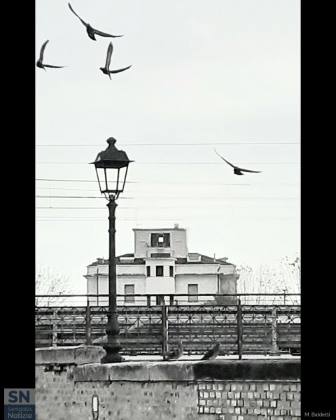 28/05/2023 - Piccioni in volo