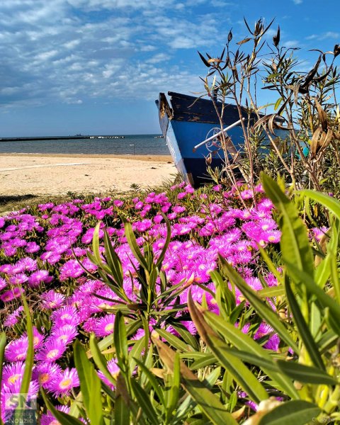 14/05/2024 - Flowers on the beach