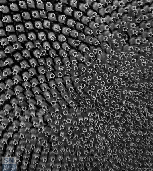 26/05/2024 - Semi di girasole