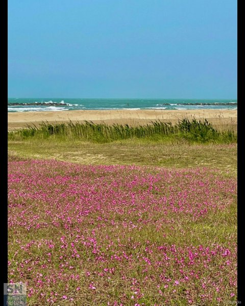 07/05/2025 - Spiaggia di Ponente fiorita
